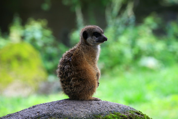 Naklejka na ściany i meble Meerkat also known as Suricate in nature