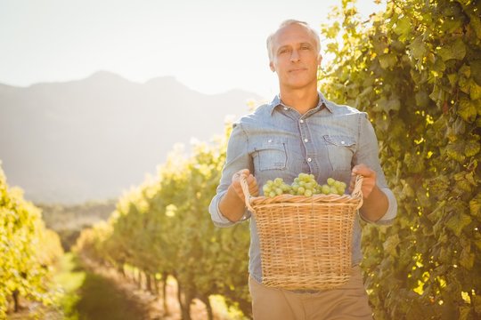Smiling winegrower harvesting the grapes