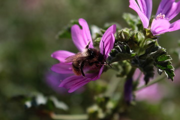 Butinage
