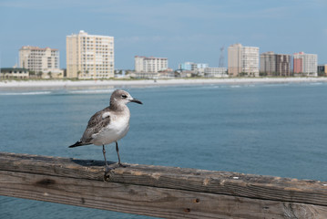 Seagull over looking Jacksonville Beach, Florida.
