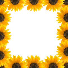 Square frame with sunflower on the edge on a white background