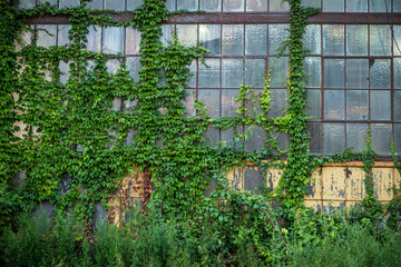 Abandoned industrial building with windows and vines