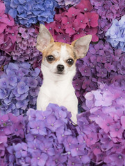 Chihuahua dog portrait between purple, blue and pink blooming hydrangea flowers