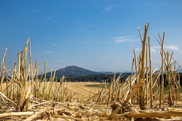 straw stubble after harvesting on farm field