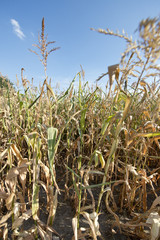 Tegoroczna susza na terenie Polski doprowadziła do dużych strat u rolników. Przyspieszone zostały żniwa. Kukurydza, którą kosi się jesienią, została ścięta już w sierpniu. - obrazy, fototapety, plakaty