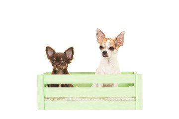 Two cute chihuahua dogs in a green crate isolated on a white background
