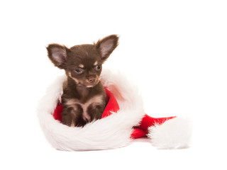 Cute chihuahua puppy sitting in santa's hat isolated on a white background