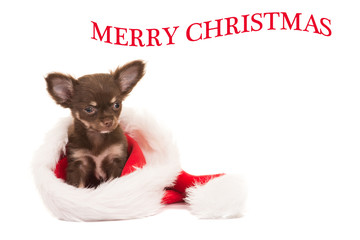 Cute chihuahua puppy sitting in santa's hat isolated on a white background with text merry christmas