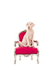 Cute white great dane puppy dog sitting on a pink chair isolated on a white background