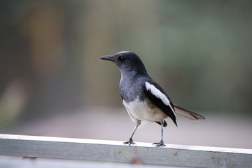 Oriental magpie robin bird can met in every park in Thailand