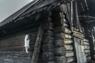 Old rustic log haunted house with horse skull on gray wall