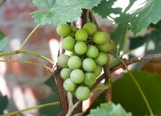 grapes with green leaves on the vine