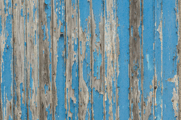 Fototapeta na wymiar Blue wooden shelves of barn door with paint peeling of for background or backdrop 