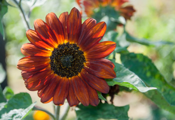 Growing yellow - orange sunflower(helianthus) in the garden