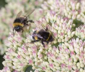A bee pollinates a flower