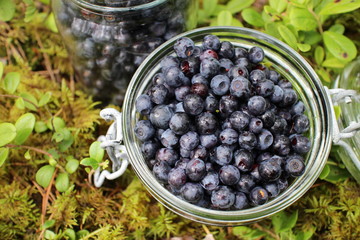 Blueberries in glass jar. Forest in Scandinavia, Finland.