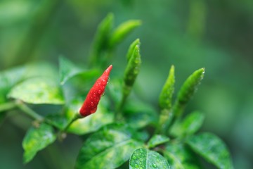 Fresh bird pepper is favorite in Thai food