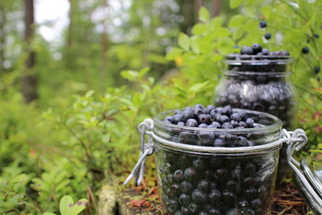Blueberries in glass jar. Forest in Scandinavia, Finland.