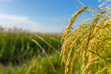 Obraz premium Rice growing in a field