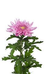 flower  pink  chrysanthemum