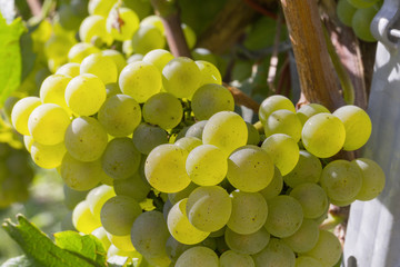 Weissburgunder Trauben