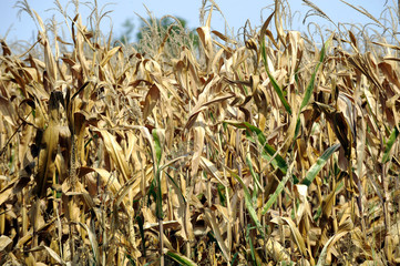 Drought at corn field