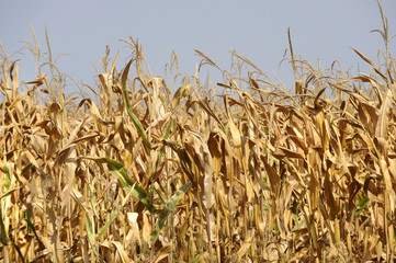 Drought at corn field