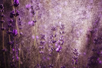 Crédence de cuisine en verre imprimé Lavande lavender wallpaper