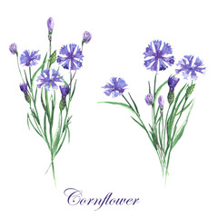 Bouquets of cornflowers painted in watercolor on a white background