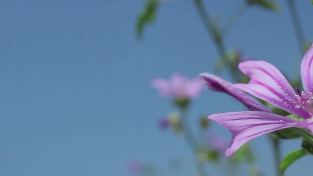 Lilac flower macro shot