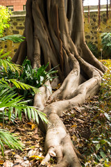 Naklejka premium Racine