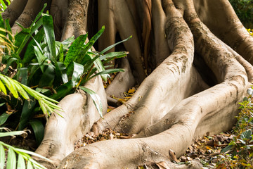 Naklejka premium Racine