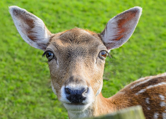 Head of deer doe