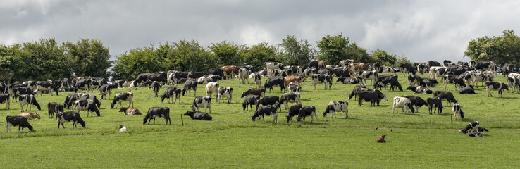 Irland Kühe Panorama