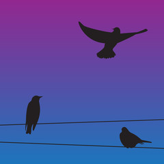 Illustration of birds on wares 