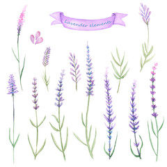 Set, collection of floral lavender elements painted in watercolor on a white background