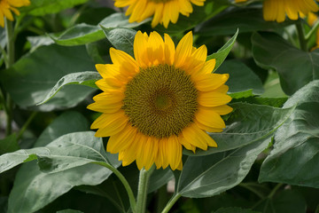 Obraz premium Sunflowers harvest sunshine in morning