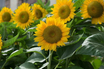 Many sunflowers harvest sunshine in morning