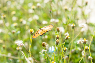 flying butterfly