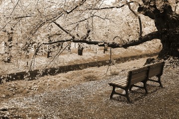 Japan cherry blossom - sepia tone - obrazy, fototapety, plakaty