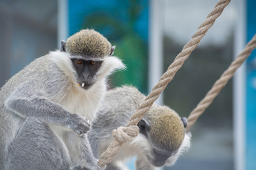 Cute monkey eating popcorn