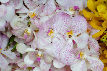 Beautiful yellow orchid background