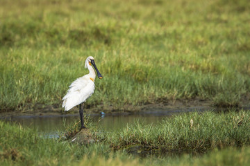 Fototapeta premium Eurasian spoonbill in Arugam bay lagoon, Sri Lanka