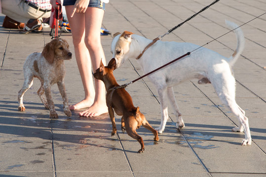 Three dogs  on the city walk with  a young girl  from low angle