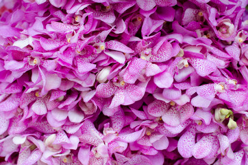 Beautiful pink orchid background