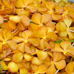 Beautiful yellow orchid background