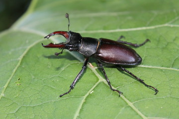 Stag-beetle