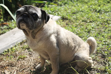 Pug dog