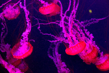 Naklejka premium Beautiful jellyfish moving slowly in aquarium in Dubai