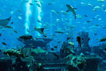 Fototapeta premium Stingray fish. Aquarium tropical fish on a coral reef